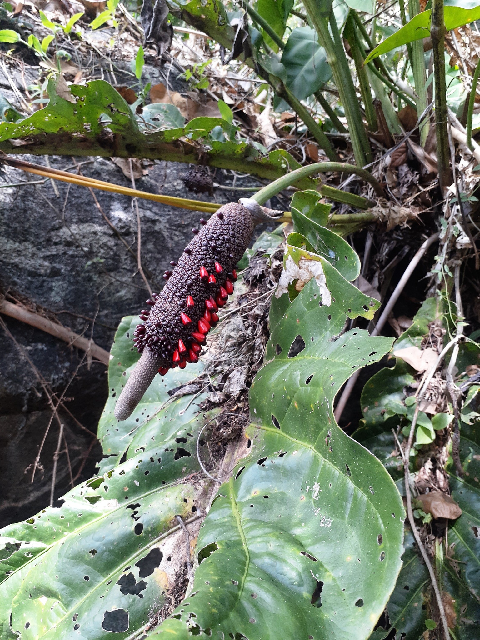 Anthurium affine