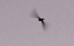 Chordeiles acutipennis