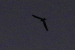 Chordeiles acutipennis