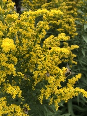 Solidago