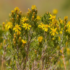 Oedera dieterlenii