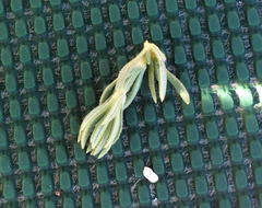 Eriogonum fasciculatum foliolosum