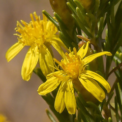 Oedera dieterlenii