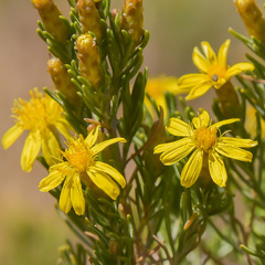 Oedera dieterlenii