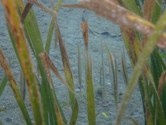 Centriscus scutatus