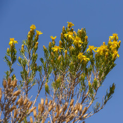 Oedera dieterlenii