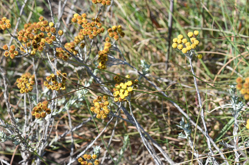 Image of Helichrysum anomalum by (c) Andrew Gillespie, some rights reserved (CC BY-SA)