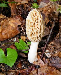 Morchella
