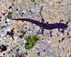 Plethodontinae