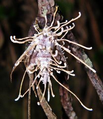 Akanthomyces