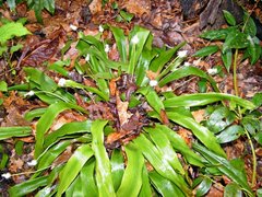 Carex fraseriana