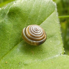 Perforatella bidentata