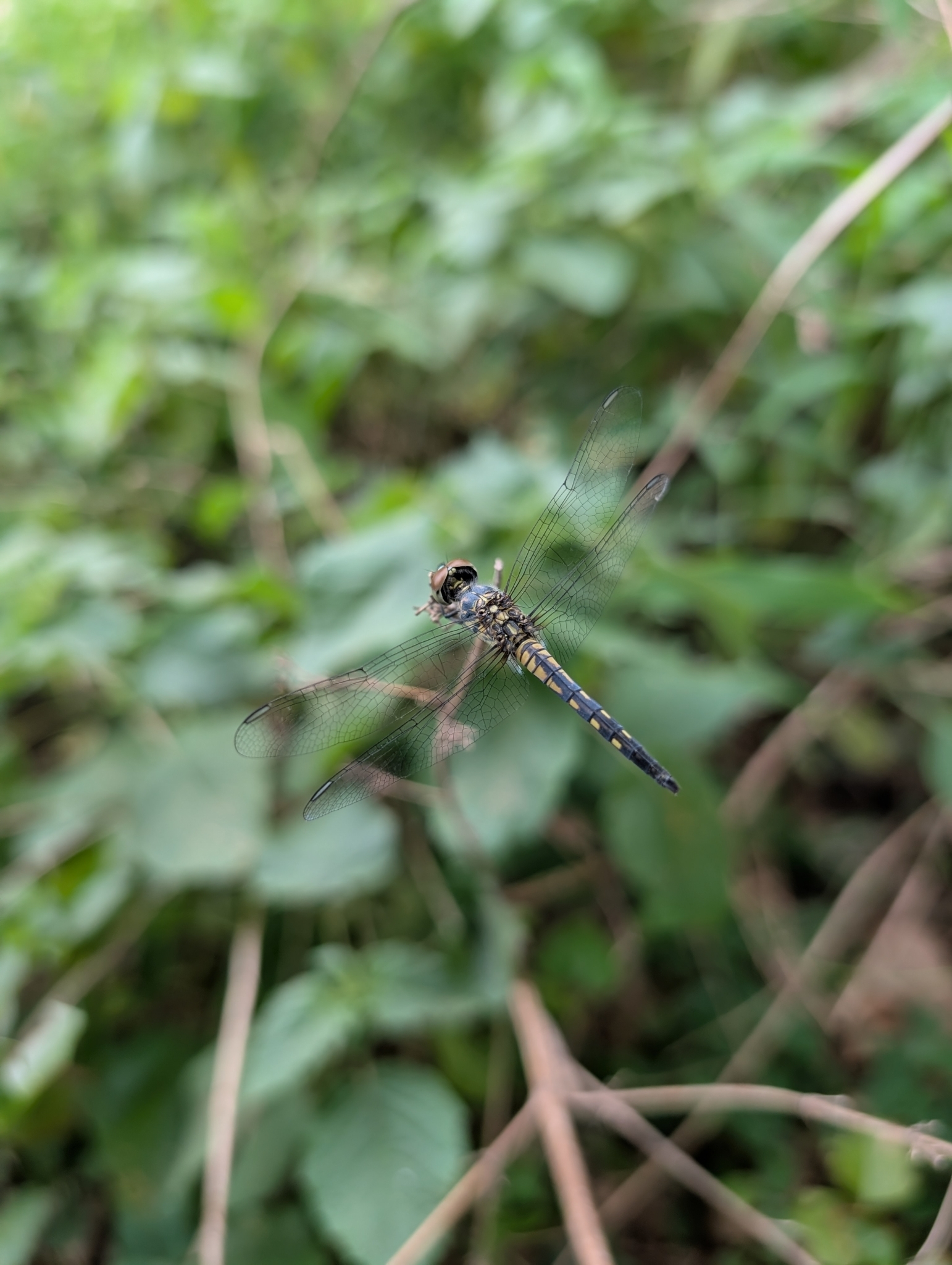 Little Blue Marsh Hawk