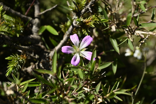 Geranium hayatanum (Geranium hayatanum)