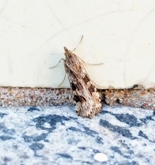 Nomophila nearctica