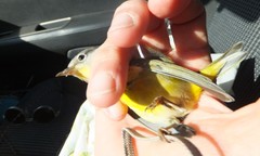 Leiothlypis ruficapilla