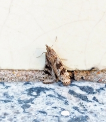 Nomophila nearctica