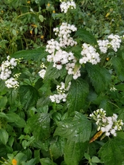 Ageratina altissima