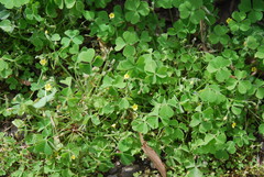 Oxalis laxa