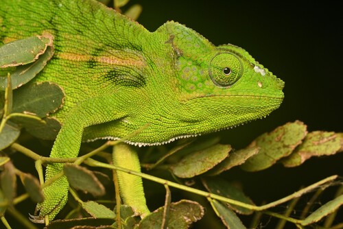 Belalanda Chameleon