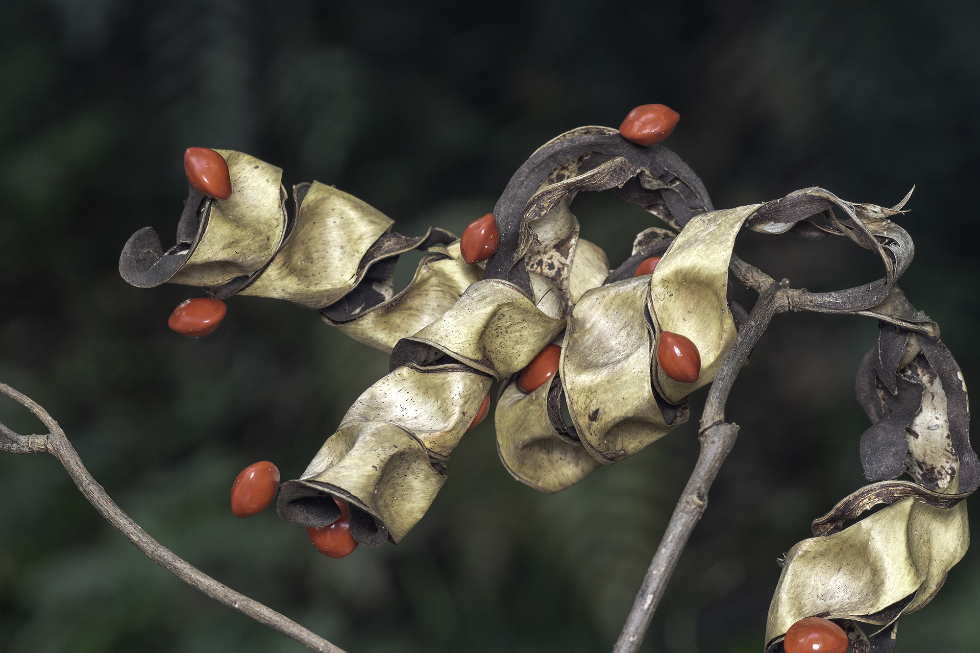 Adenanthera