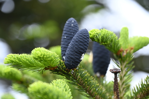 Taiwan fir (Abies kawakamii)