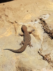 Pachydactylus affinis