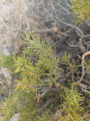 Rosemary