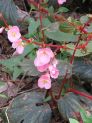 Begonia tapatia