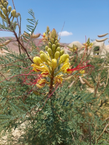 yellow bird-of-paradise shrub