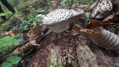 Verrucosporaceae