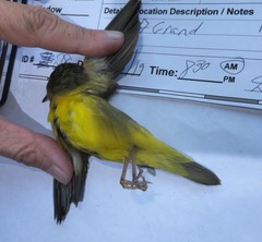 Geothlypis philadelphia