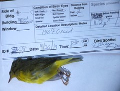 Geothlypis philadelphia