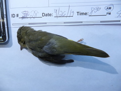 Geothlypis philadelphia