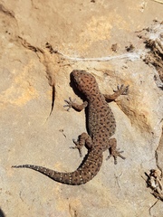 Pachydactylus affinis