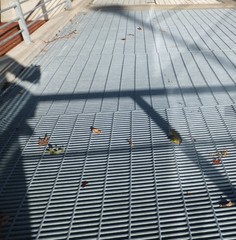 Geothlypis philadelphia