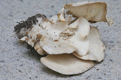 Clitocybe truncicola