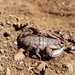 Rock Scorpions - Photo (c) Richard Gill, some rights reserved (CC BY-NC), uploaded by Richard Gill