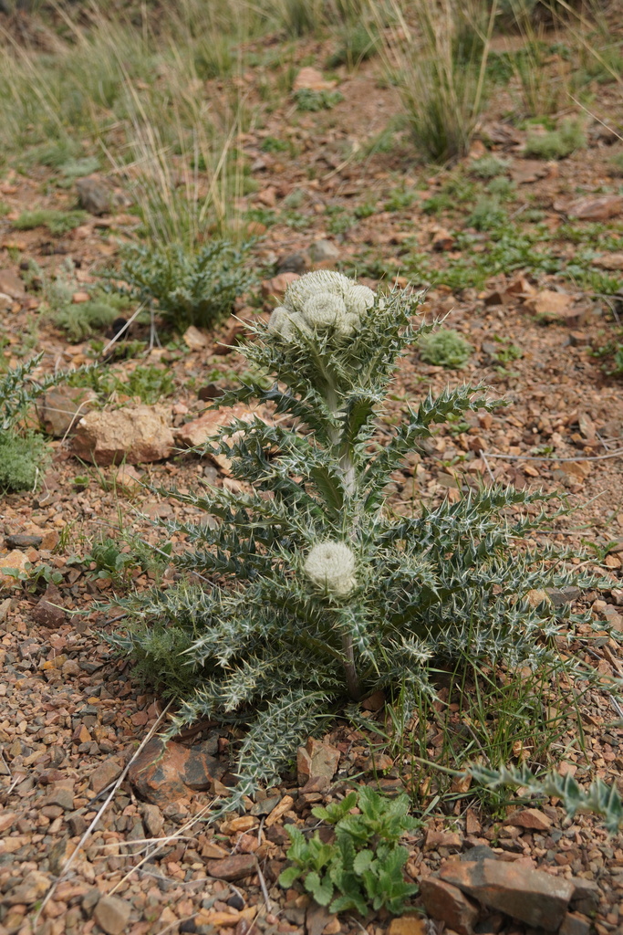 Olgaea nidulans