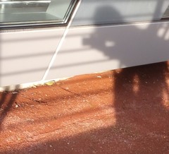 Leiothlypis ruficapilla