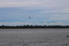 Gelochelidon nilotica