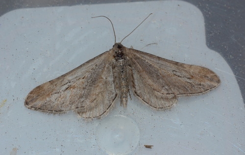 Eupithecia chesiata