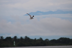 Gelochelidon nilotica