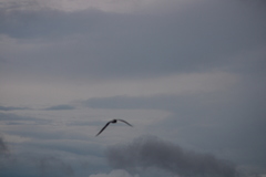 Gelochelidon nilotica