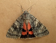 Catocala semirelicta