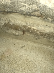 Hemidactylus turcicus