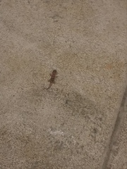 Hemidactylus turcicus