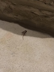 Hemidactylus turcicus