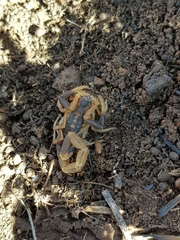 Uroplectes triangulifer