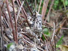 Craugastor occidentalis